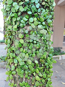 Plant of Pyrrosia eleagnifolia or theÃÂ leather-leaf fern or ota. It is climbing fernÃÂ endemicÃÂ toÃÂ New Zealand. photo